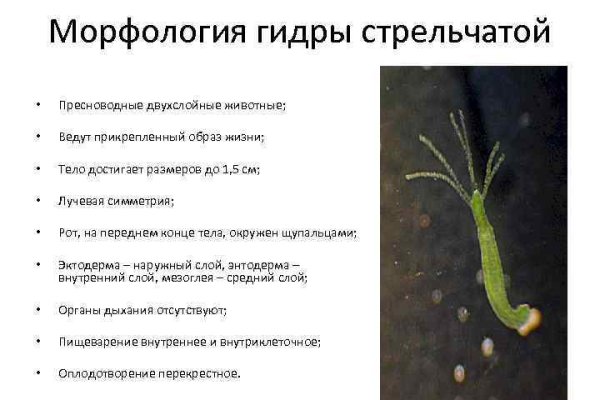 Как вывести деньги с кракена