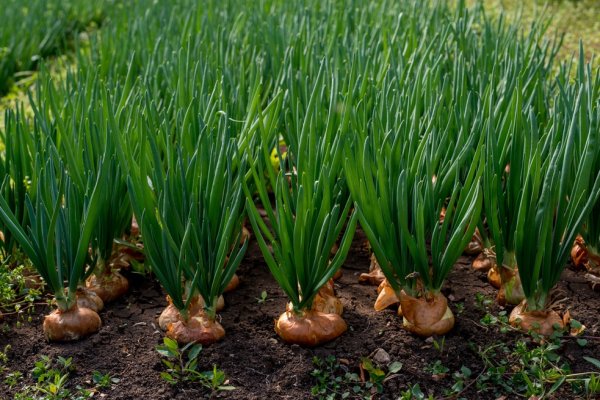 Кракен зеркало onion