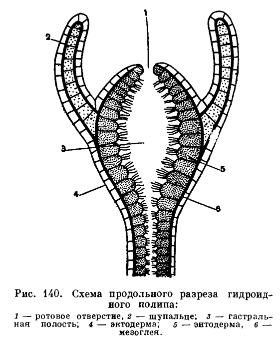 Kraken гидра